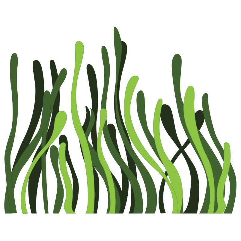 水草植物