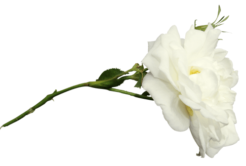 白花免抠png