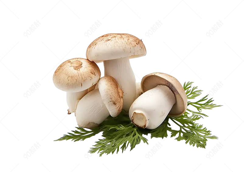 餐饮美食白蘑菇桌面摆拍营养健康