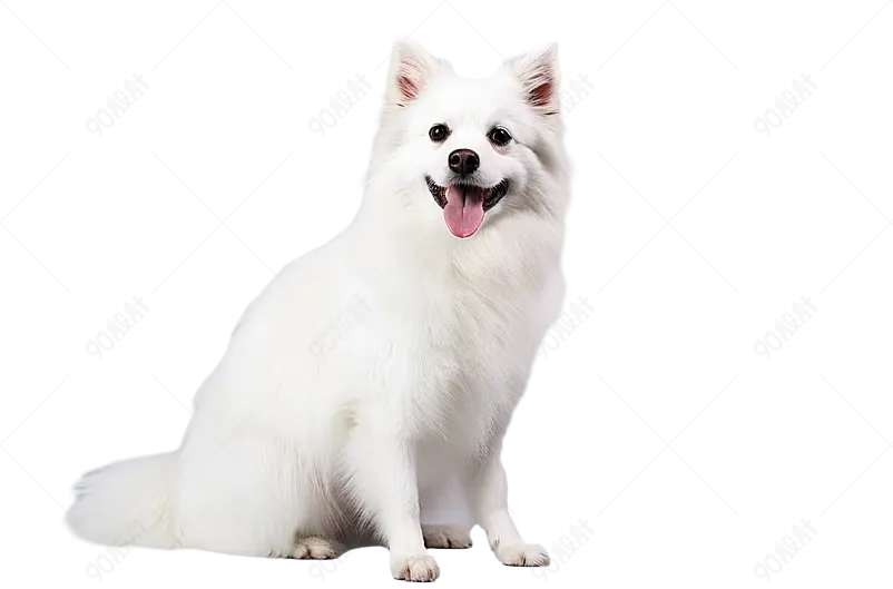 动物伴侣白色可爱小狗胖乎乎毛茸茸

