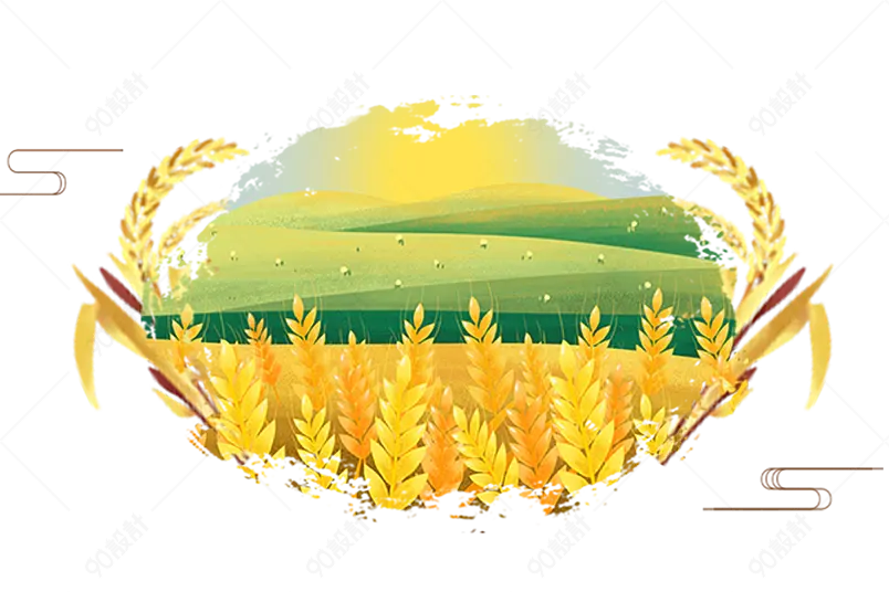 金黄色小满节气小麦麦穗海报装饰元素