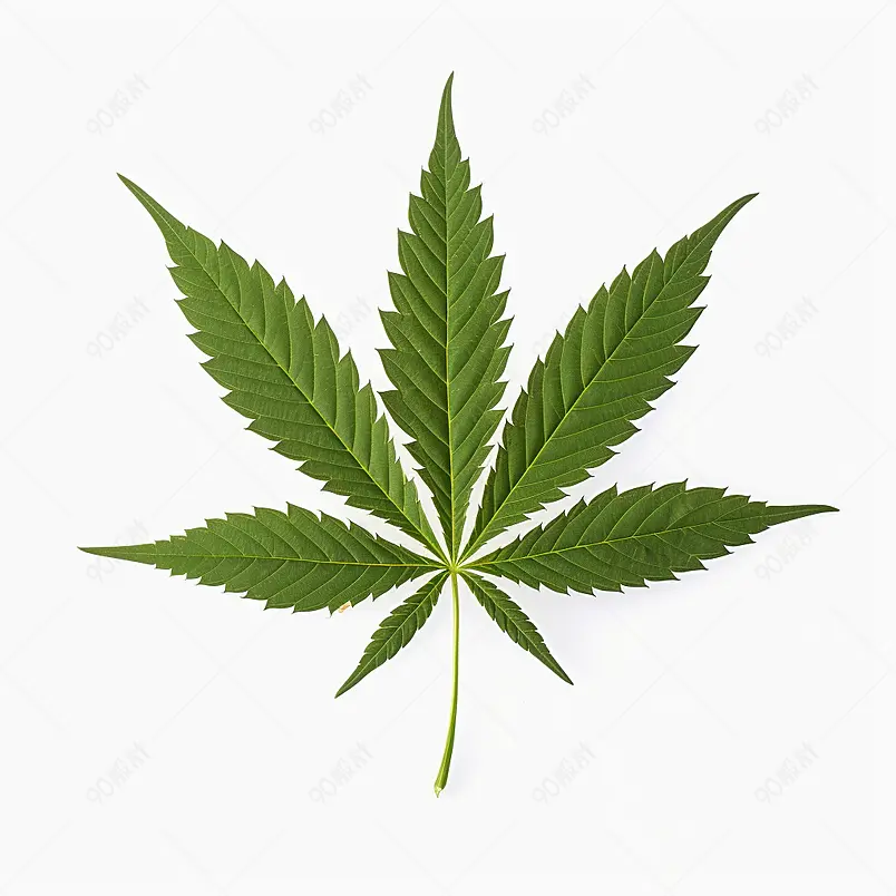 大麻叶