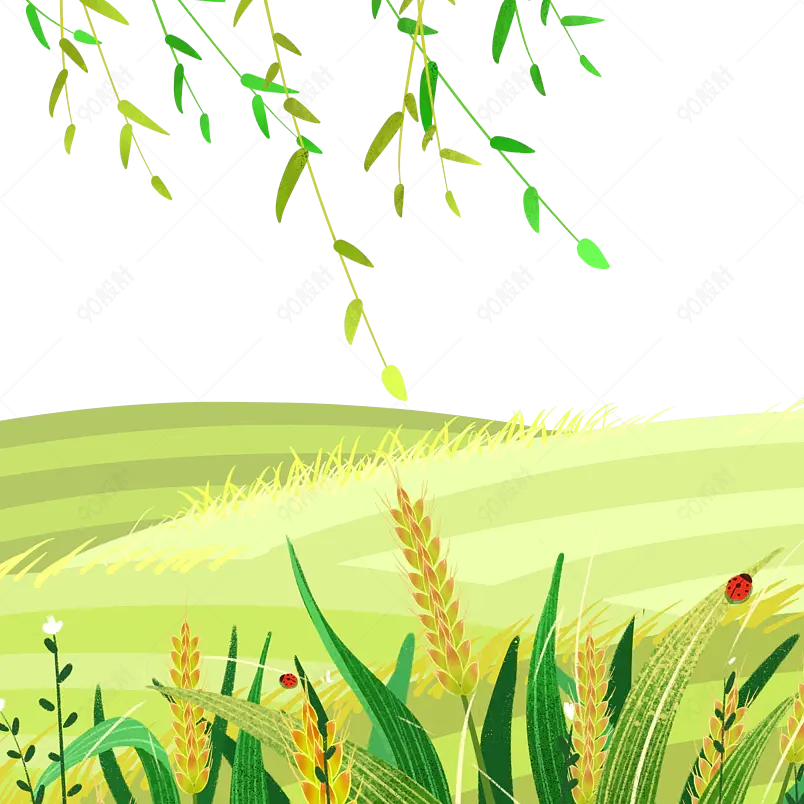 卡通装饰麦子小满黄色小麦插画元素