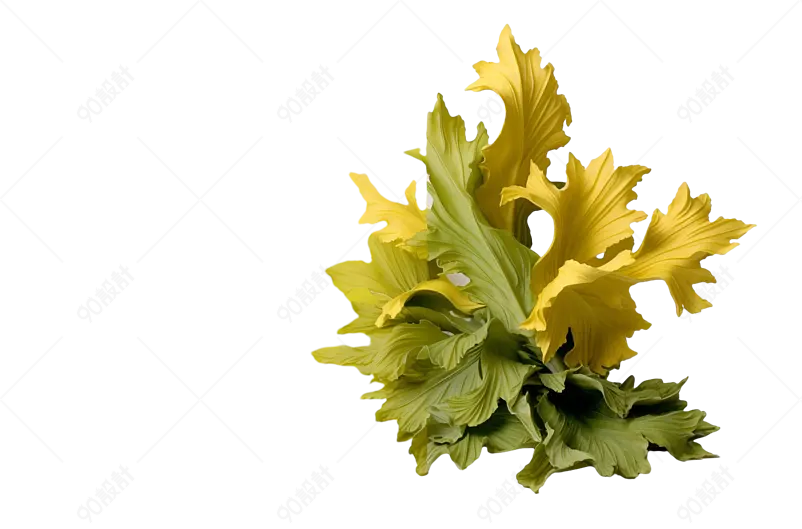 清早新鲜采摘的新鲜芹菜西芹