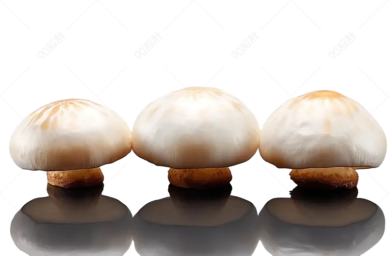一排大头白色蘑菇食物食品