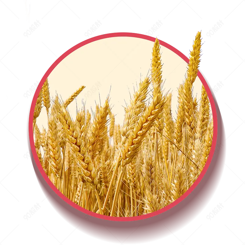 清新传统小满节气小麦麦穗海报装饰元素