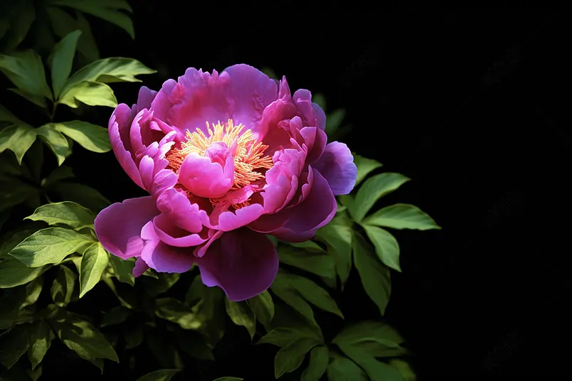 美丽玫瑰红牡丹花