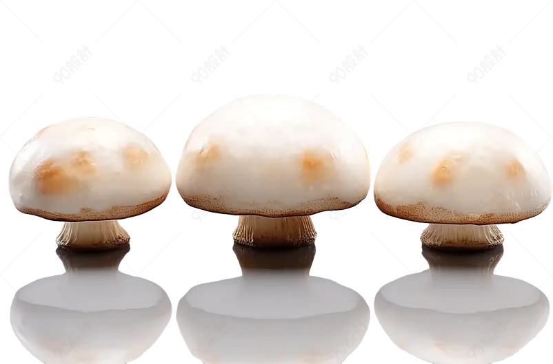 一排大头白色蘑菇可口食材