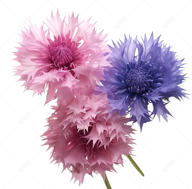秋色满园蓝色粉色紫色矢车菊