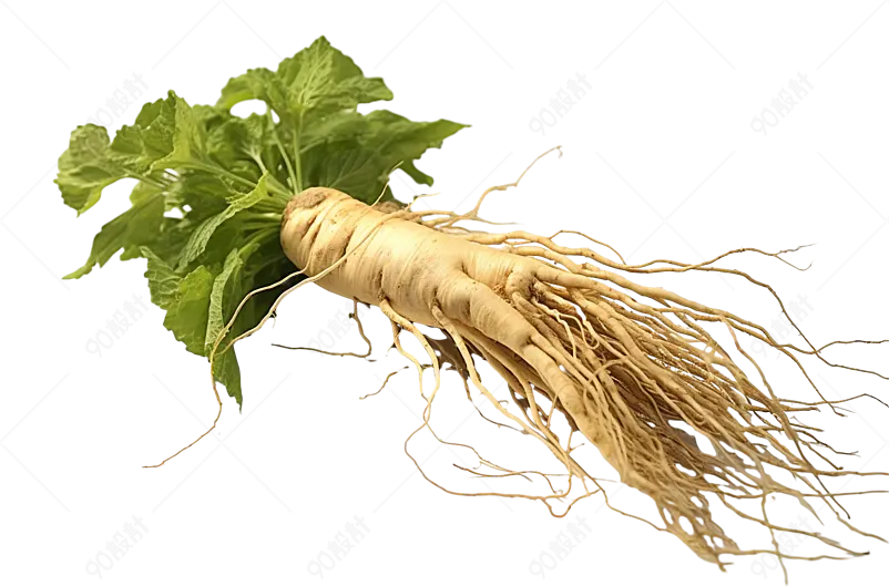 保健品党参花旗参新鲜人参中医药