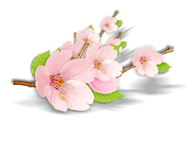 桃花 花朵 立体花