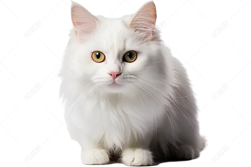 白色粘人平易近人的纯色缅因库恩猫小猫咪宠物实物免抠元素