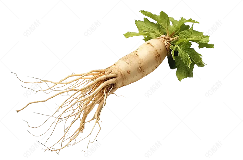 人参党参西洋参花旗参中医草药静物