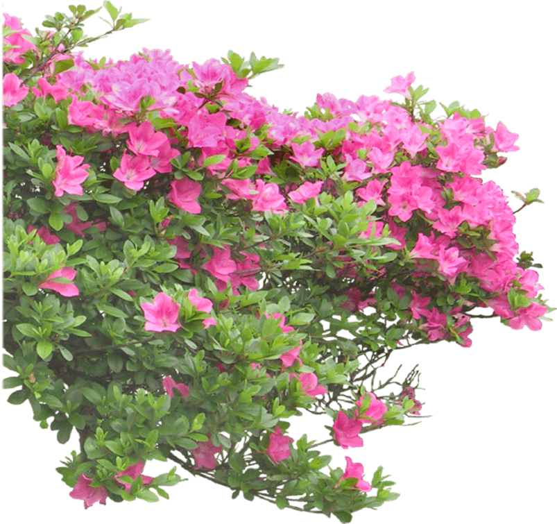 绿色植物