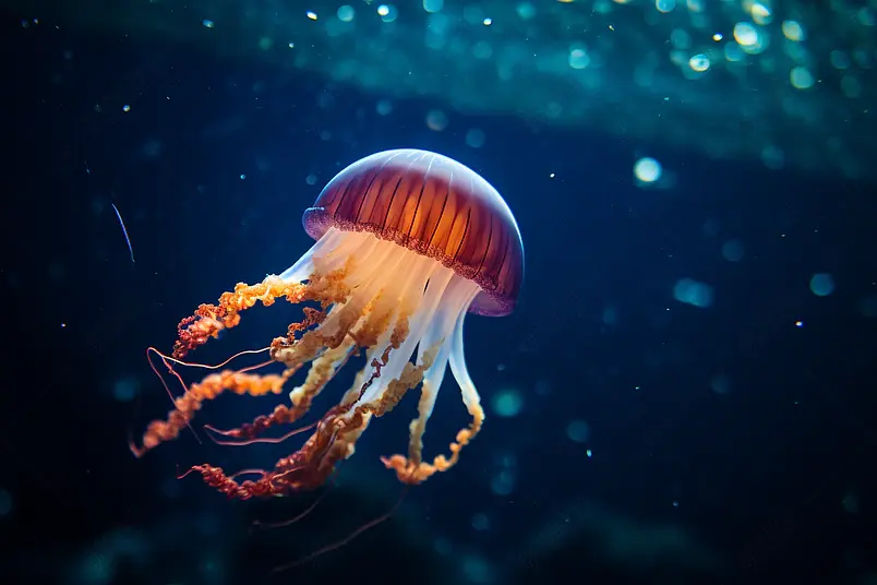 孤独生物水母