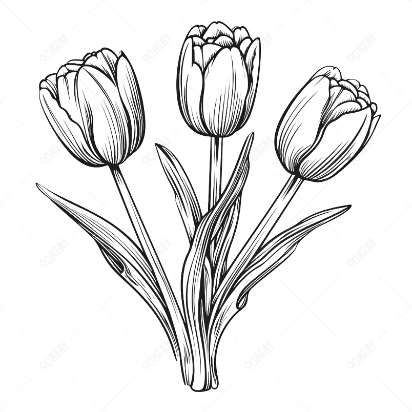 手绘郁金香简笔画线描