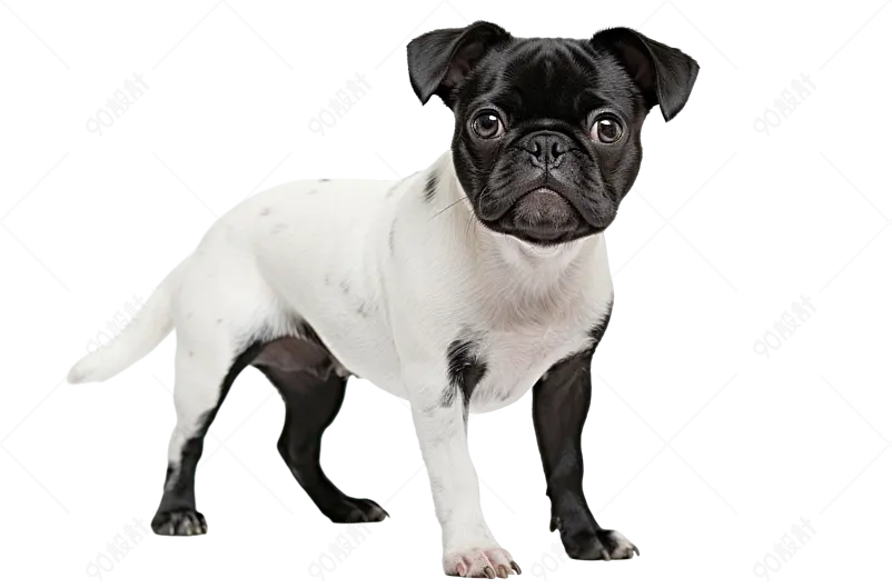 黑白元素图片大全