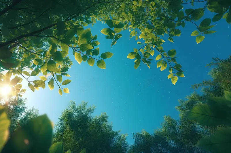 户外植物树叶摄影广告背景