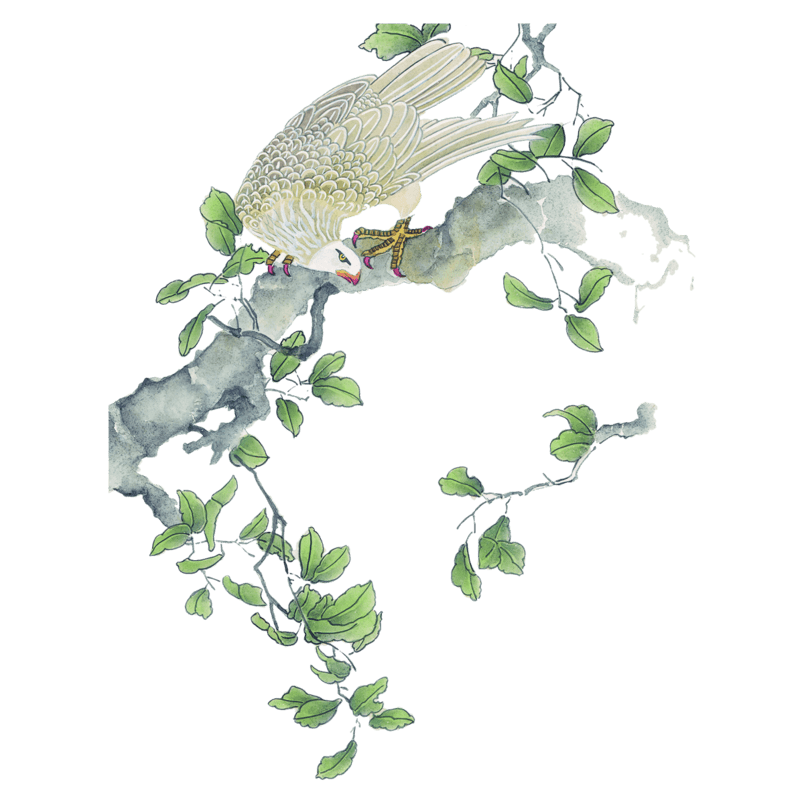 中国风水墨花鸟背景素材png
