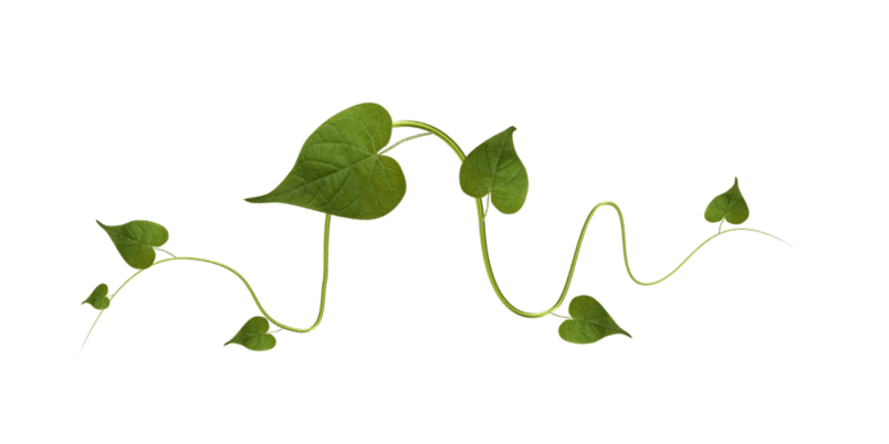 藤条植物
