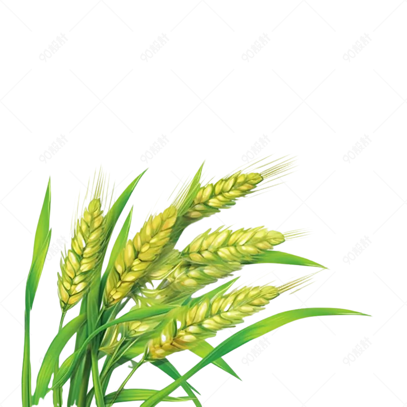 金黄色麦子小麦麦穗元素