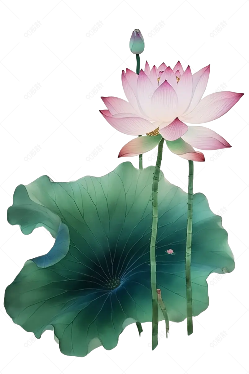 手绘简约客厅荷花荷叶花蕾插画