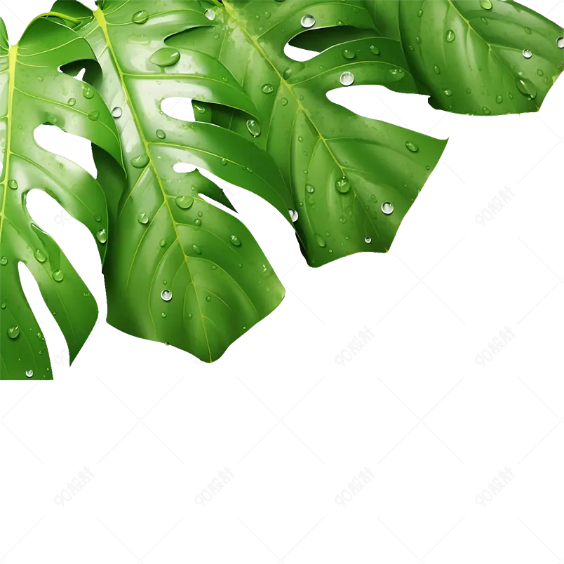 树叶上的露珠春夏小清新