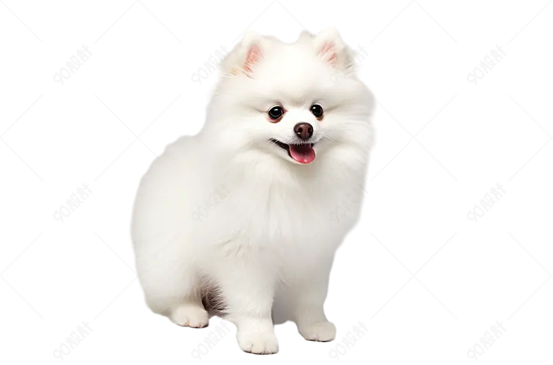 白色吐着舌头的博美宠物狗犬类小狗狗实物免抠元素