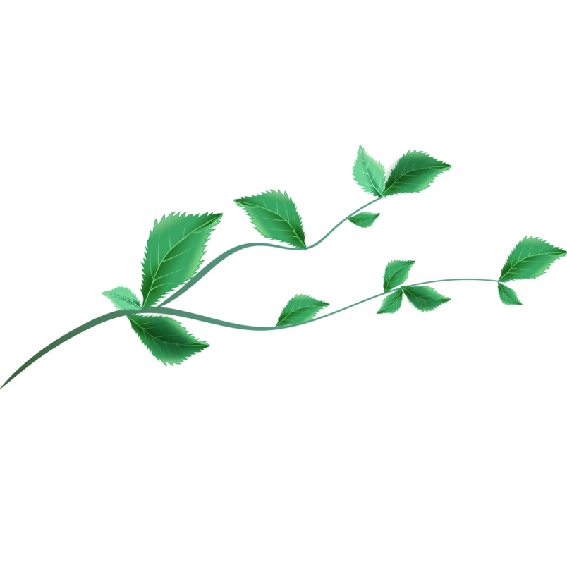 植物绿叶