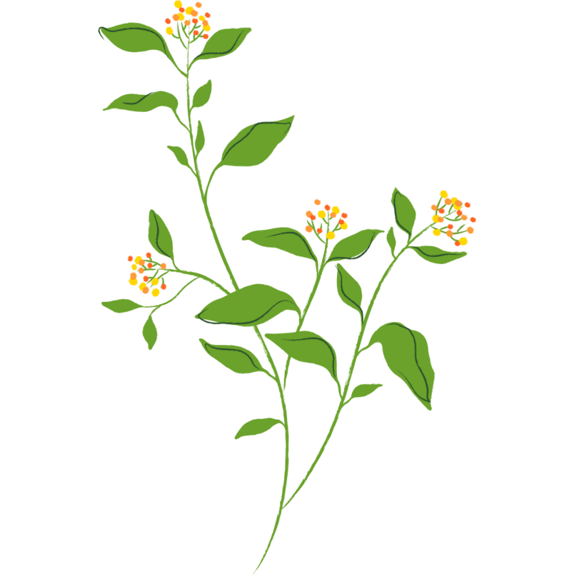 彩绘植物