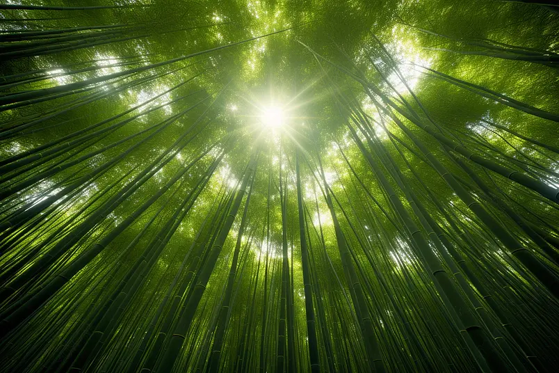 竹林之光和太阳照亮阳光展