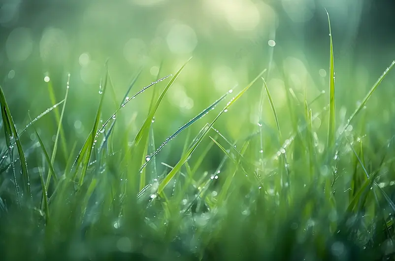 露水青草绿色主题摄影背景