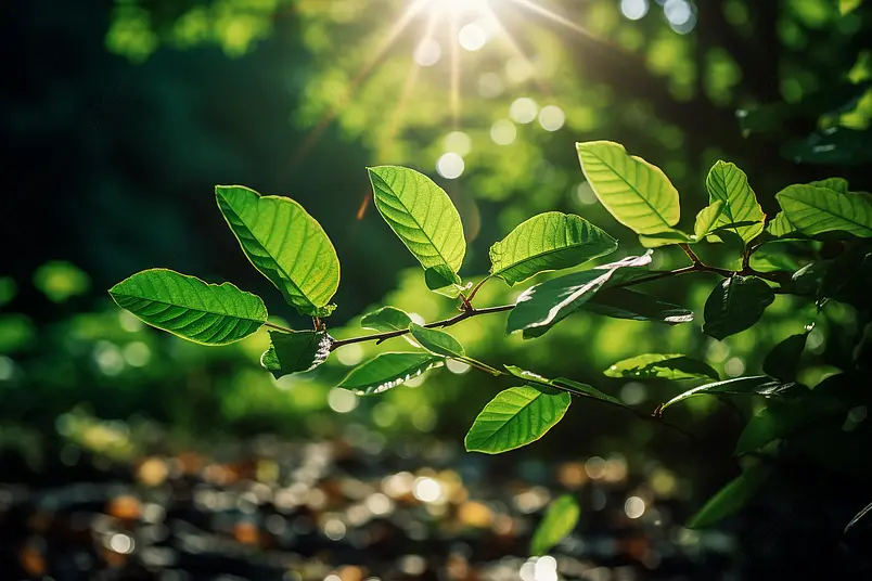 夏日阳光下的绿叶自然风景摄影壁纸