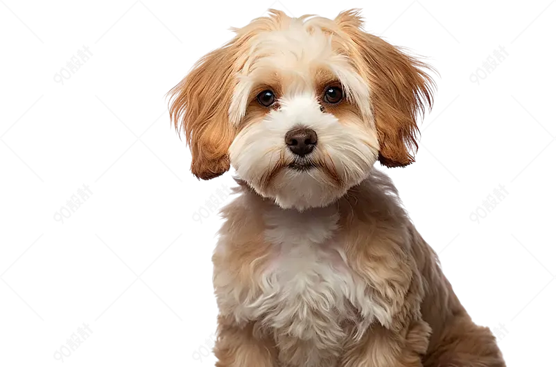 棕色可爱小巧的贵宾犬小狗实正面视角物免抠元素