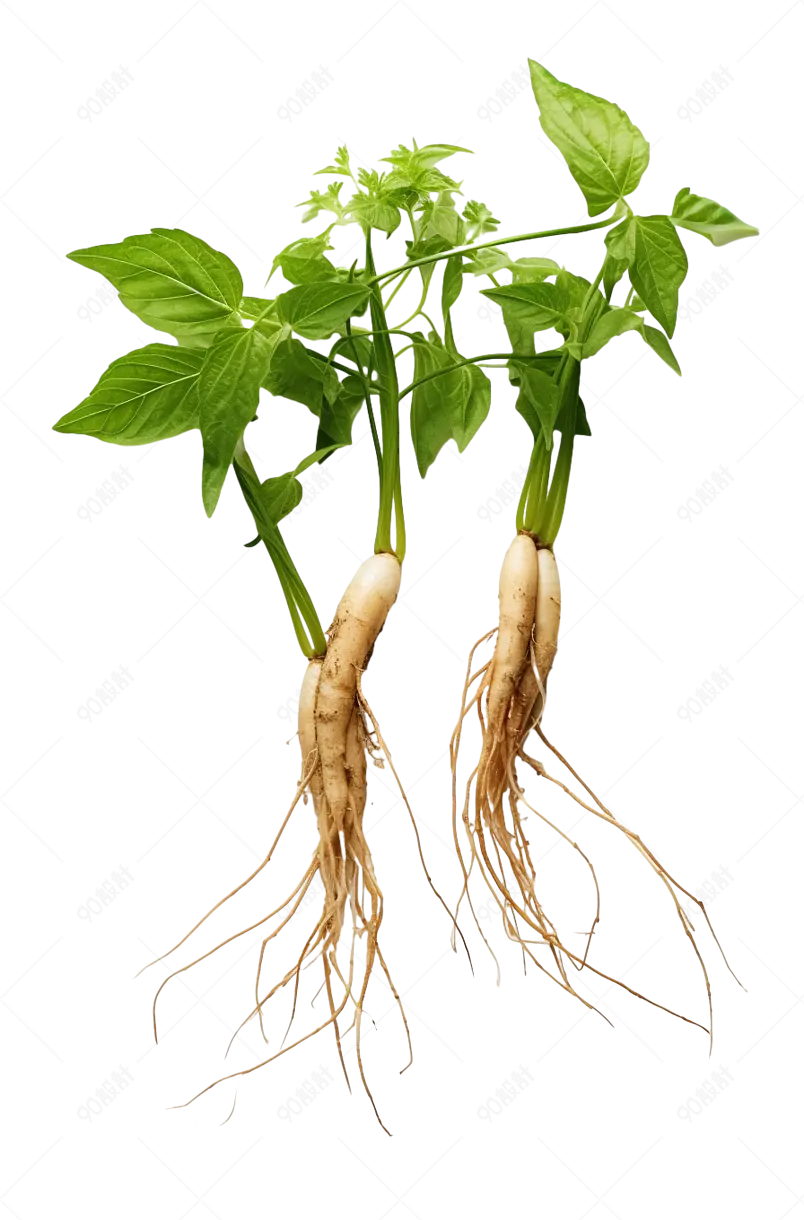 人参新鲜花旗参党参中医药材草本植物保健养生药草保健品素材
