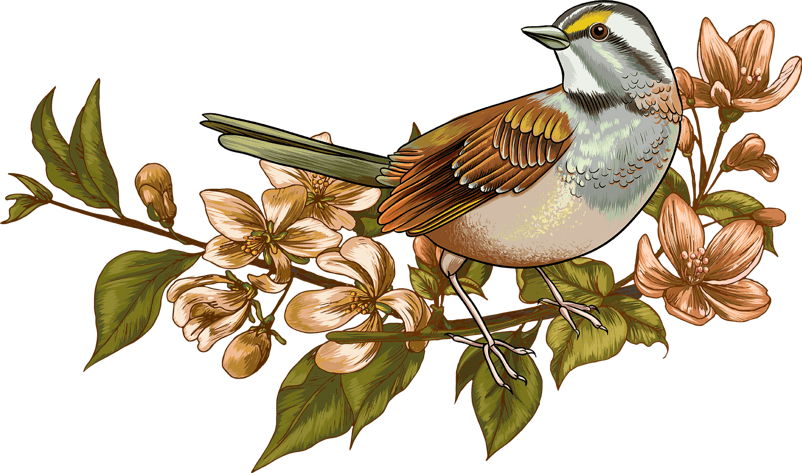 中国风水墨花鸟背景素材