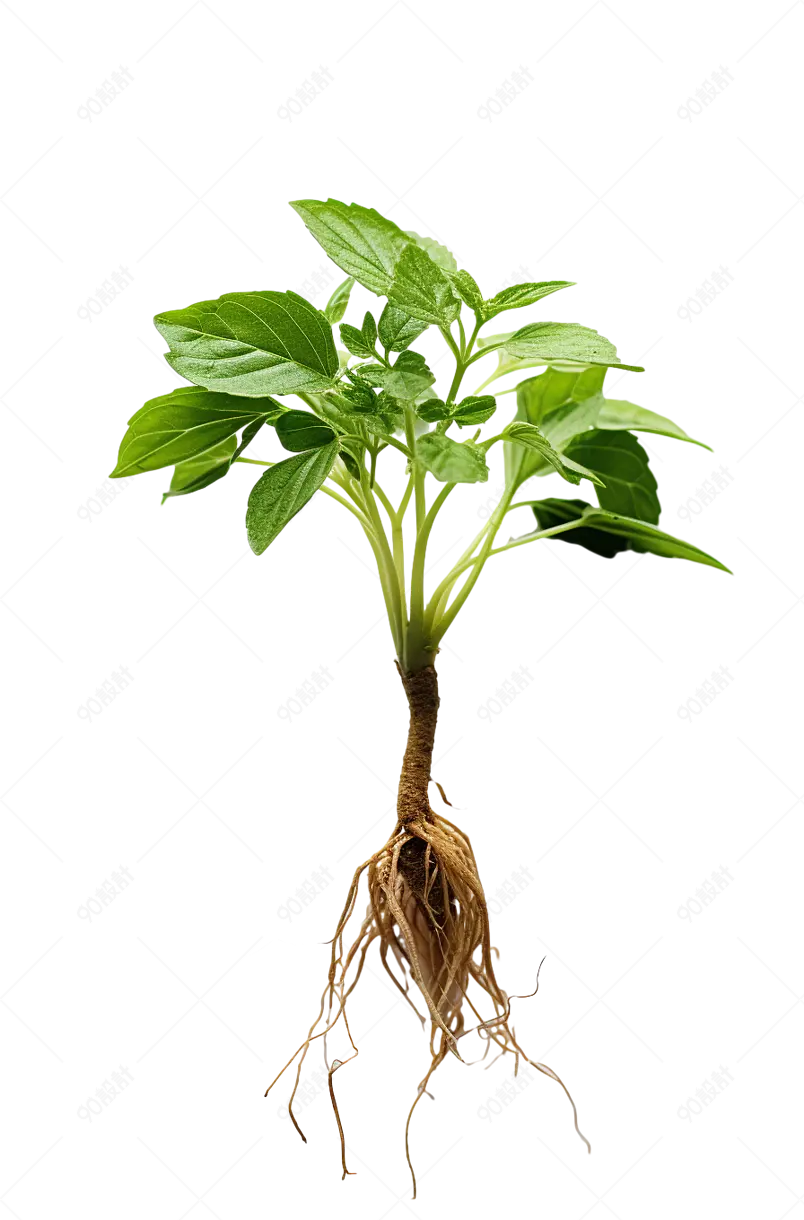 带绿叶的人参党参西洋参花旗参中医草药