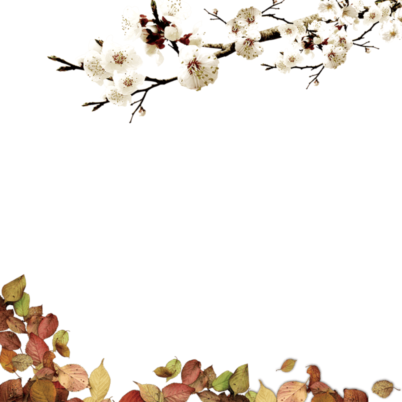 梅花素材装饰元素花