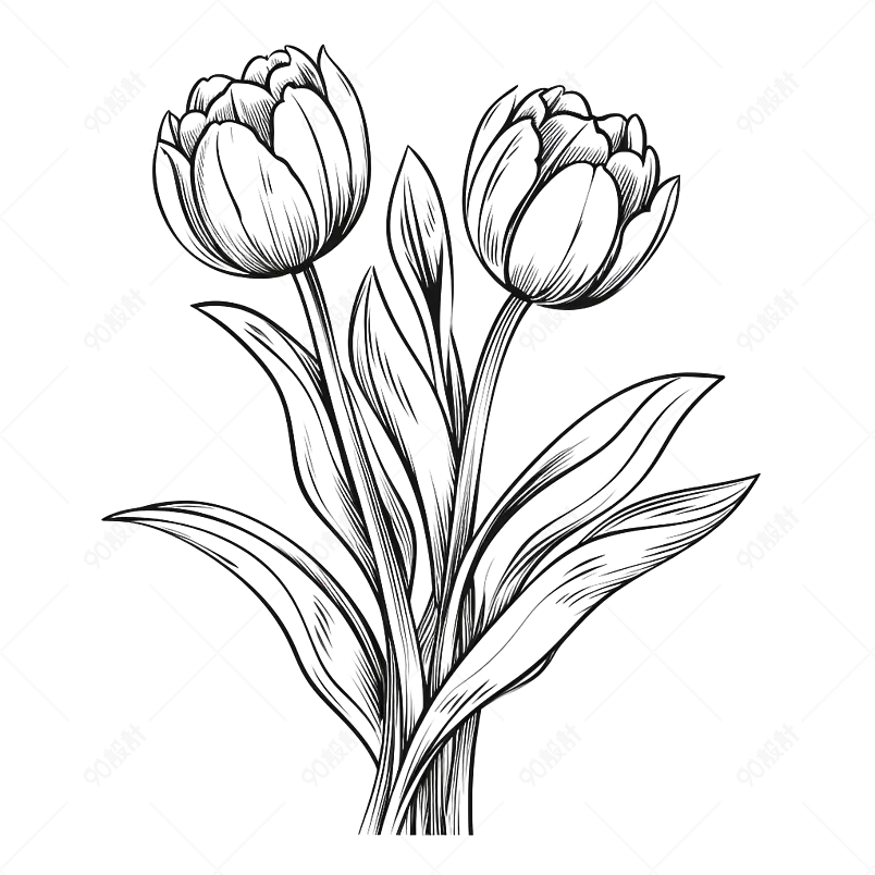 手绘郁金香简笔画线描
