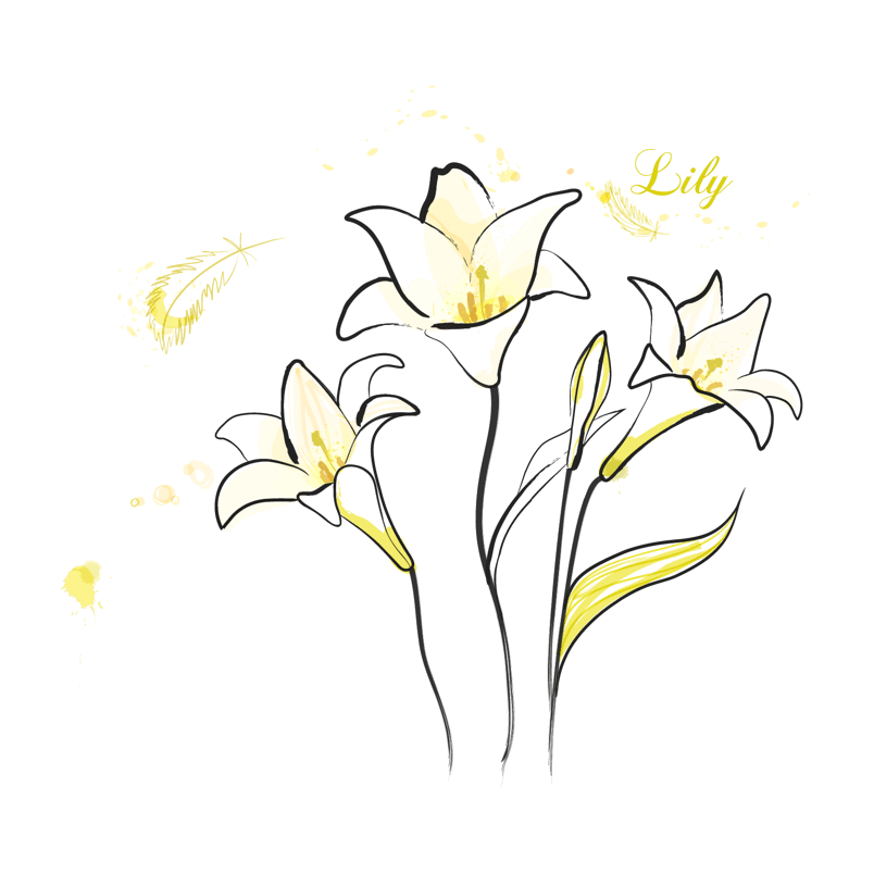 线描百合花
