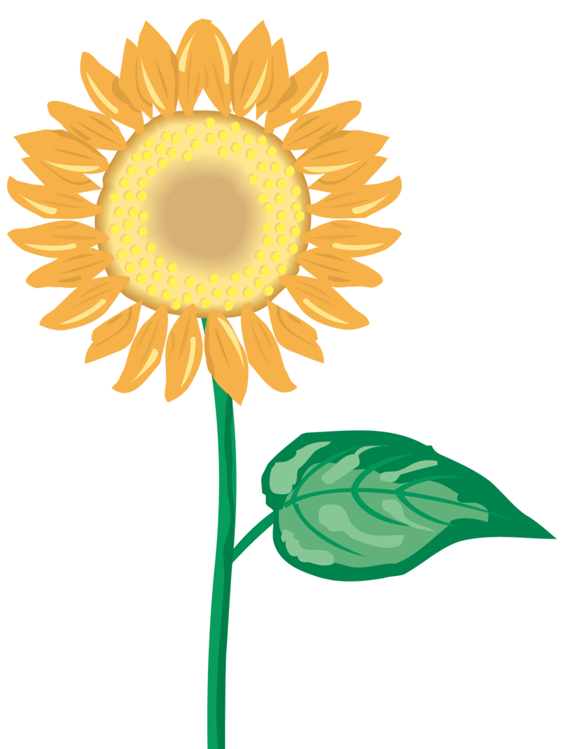 手绘鲜花向日葵