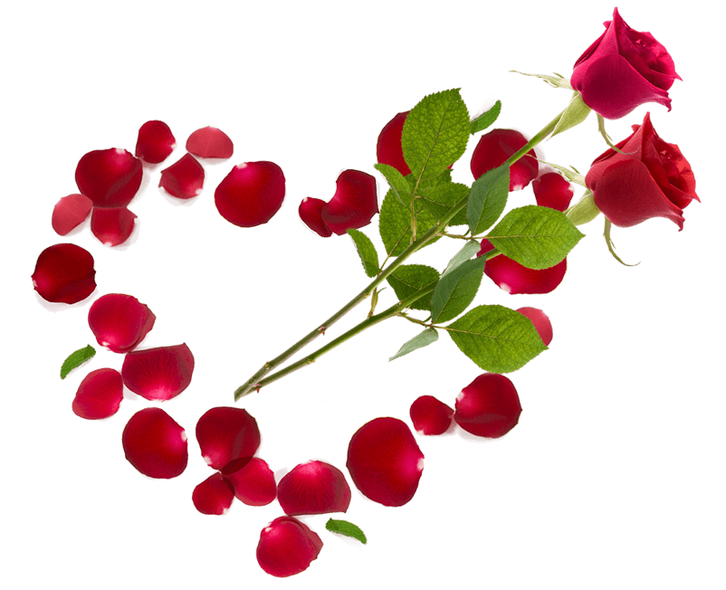 爱心玫瑰花