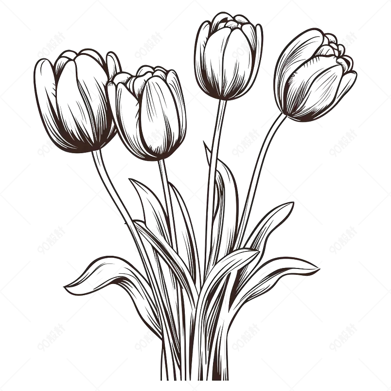 手绘郁金香简笔画线描素描画