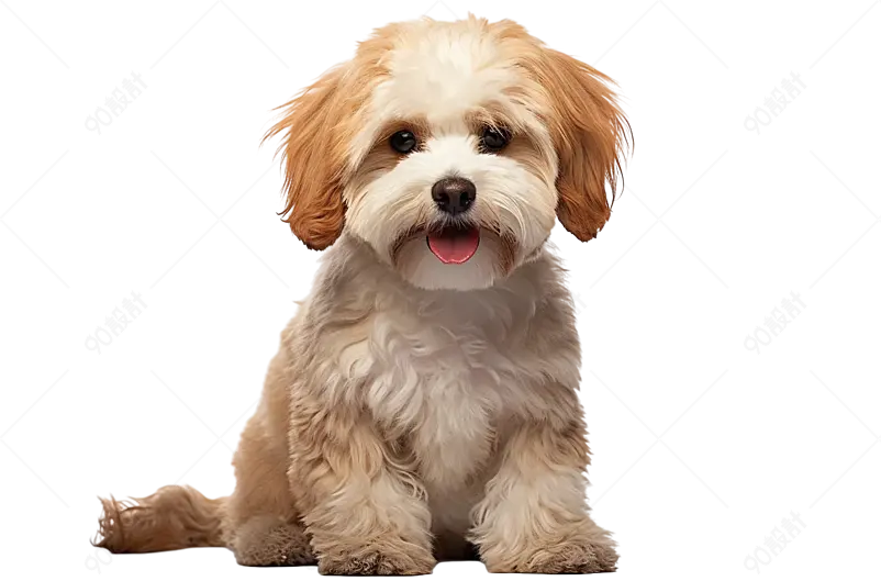 棕色可爱小巧傻乎乎的贵宾犬小狗实物免抠元素
