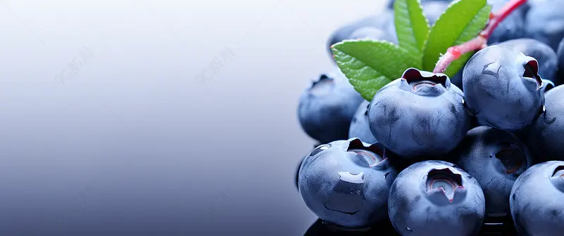 蓝莓水果banner