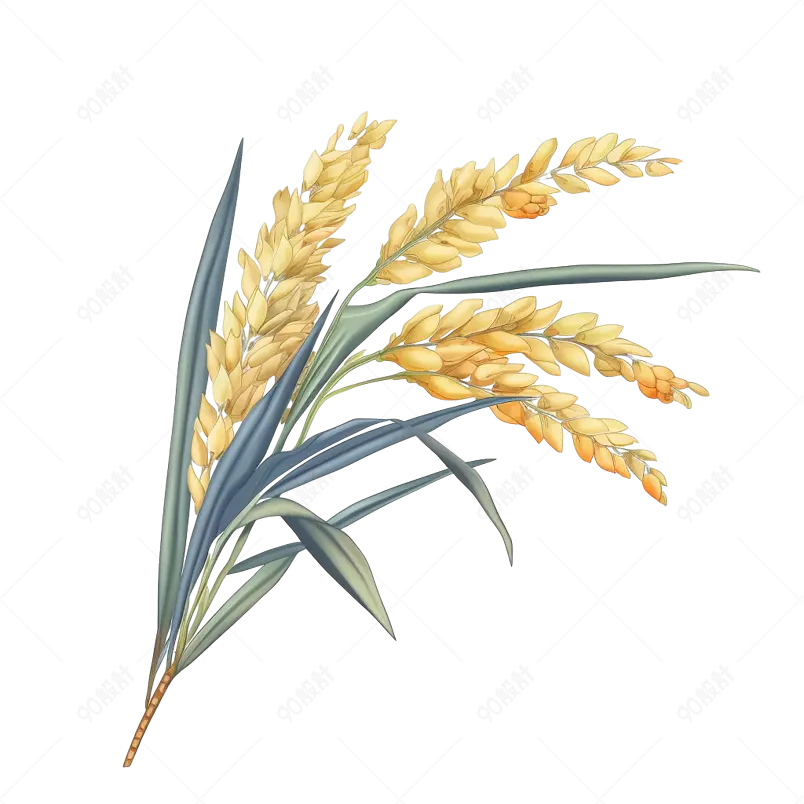芒种节气黄色麦子装饰元素
