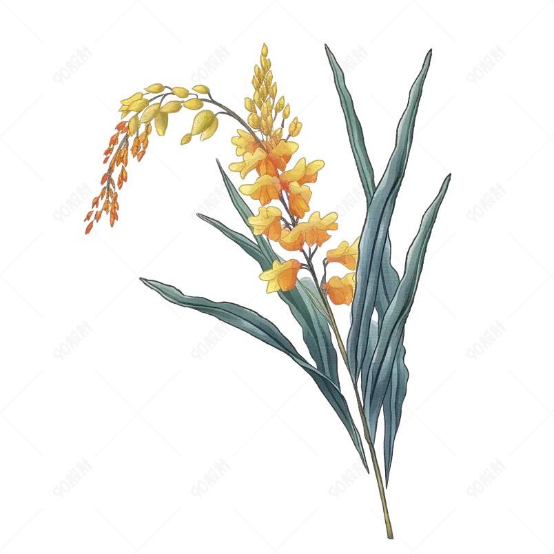 芒种麦穗黄色节气插画元素