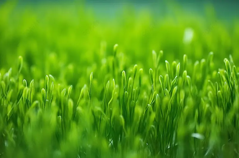 芽菜绿色食品蔬菜温室实拍