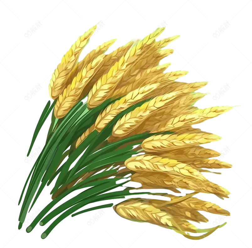 芒种节气金色麦穗手绘插画元素