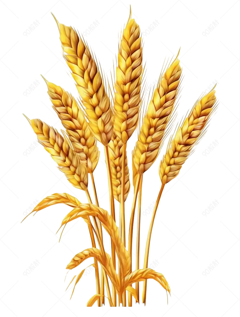 金色小麦装饰元素